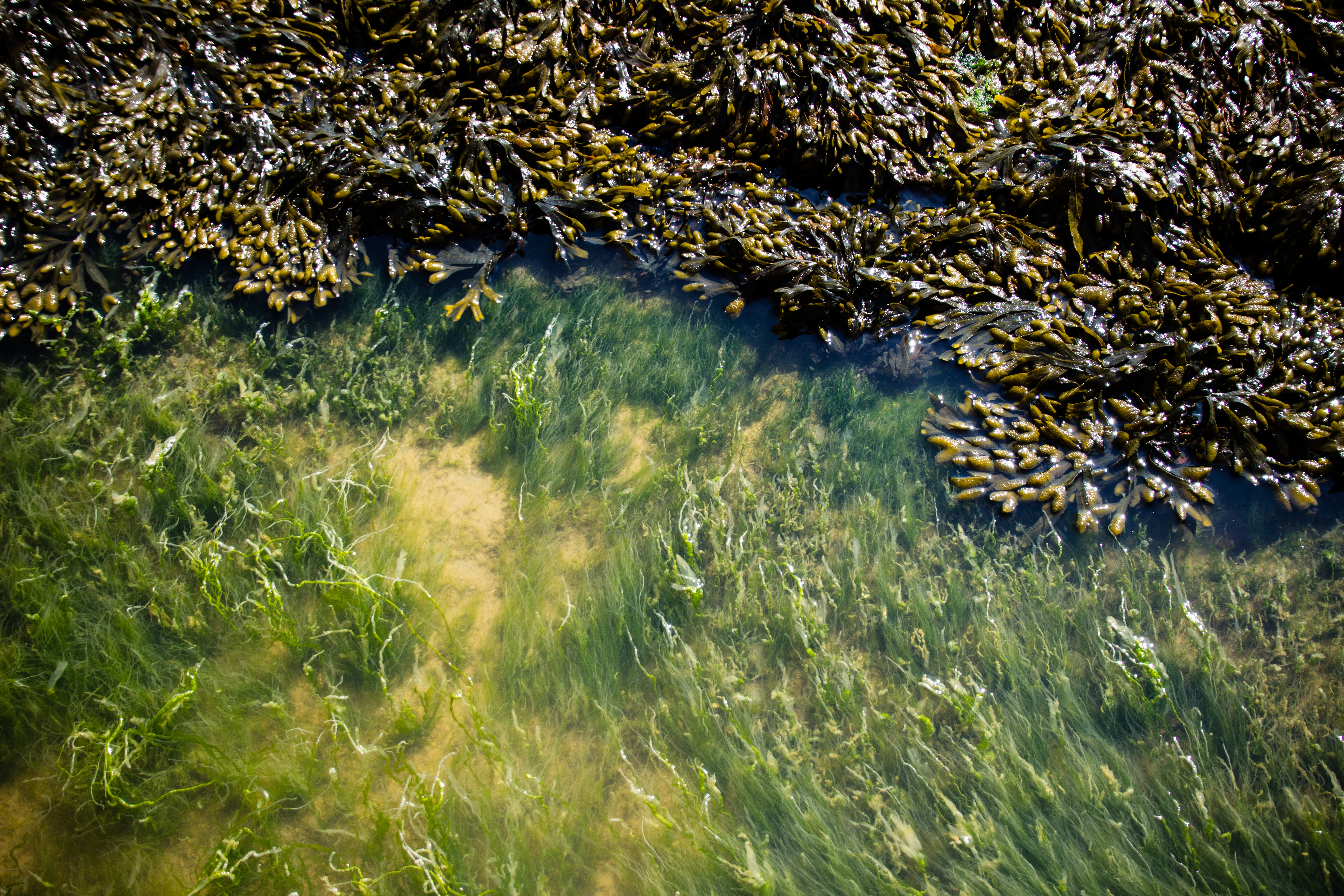 Seaweed Farming can touch a million lives